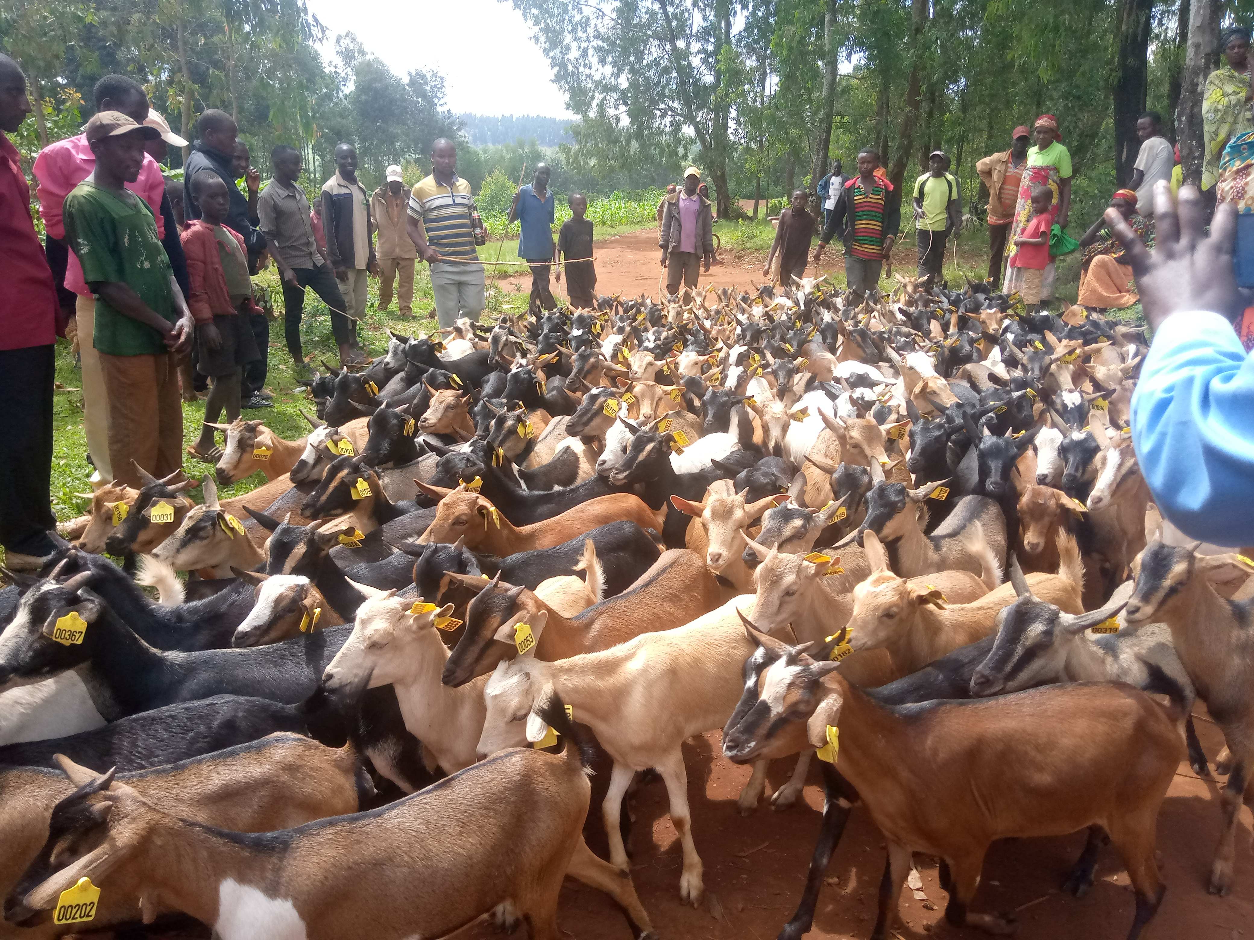 Ziegen als Existenzgrundlage (Foto: Kindernothilfepartner) Ziegen als Existenzgrundlage (Foto: Kindernothilfepartner)