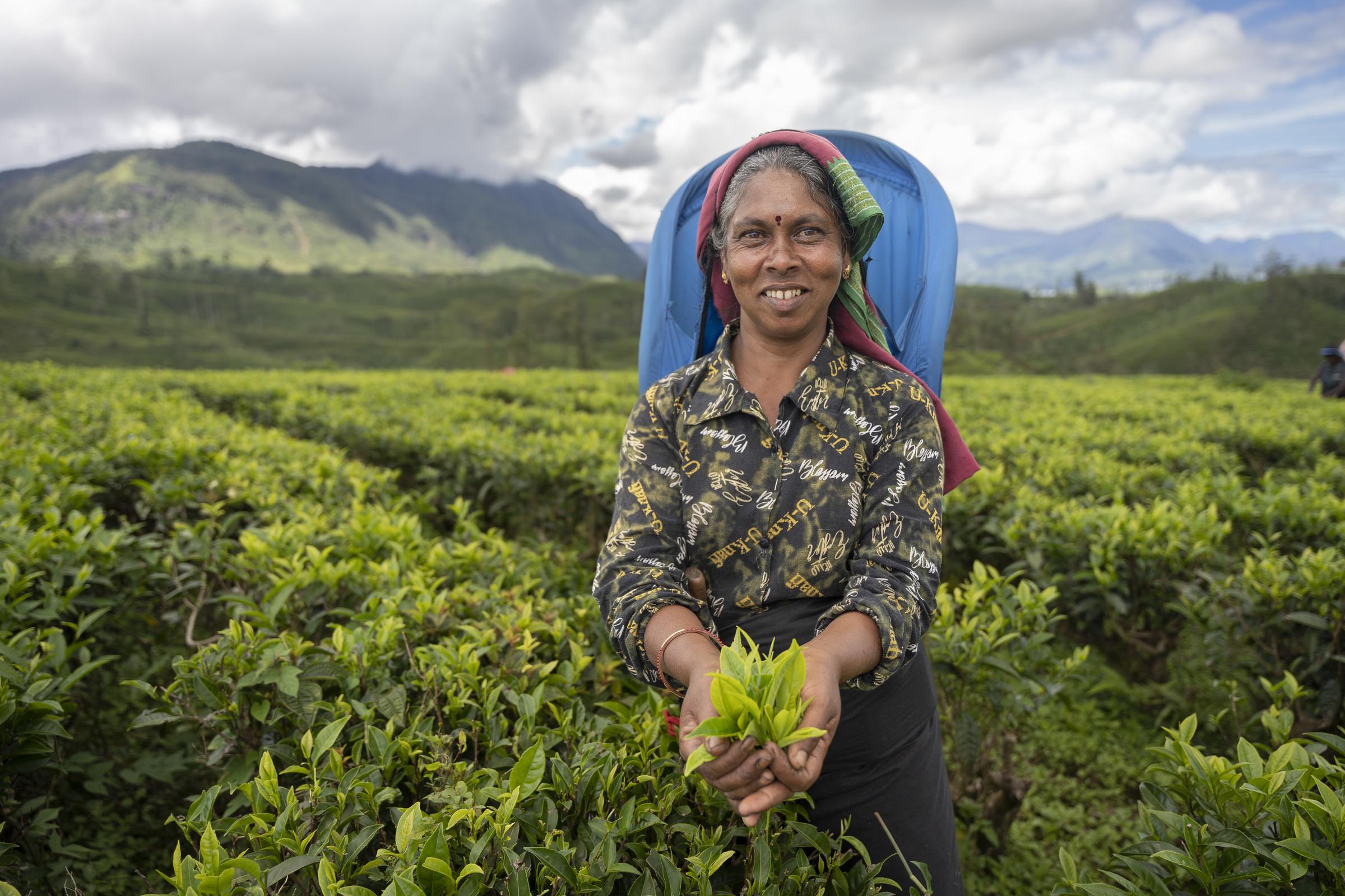 Eine Teepflückerin auf einer Plantage, sie hält ein Büschel Teeblätter in den Händen (Foto: Christian Nusch)