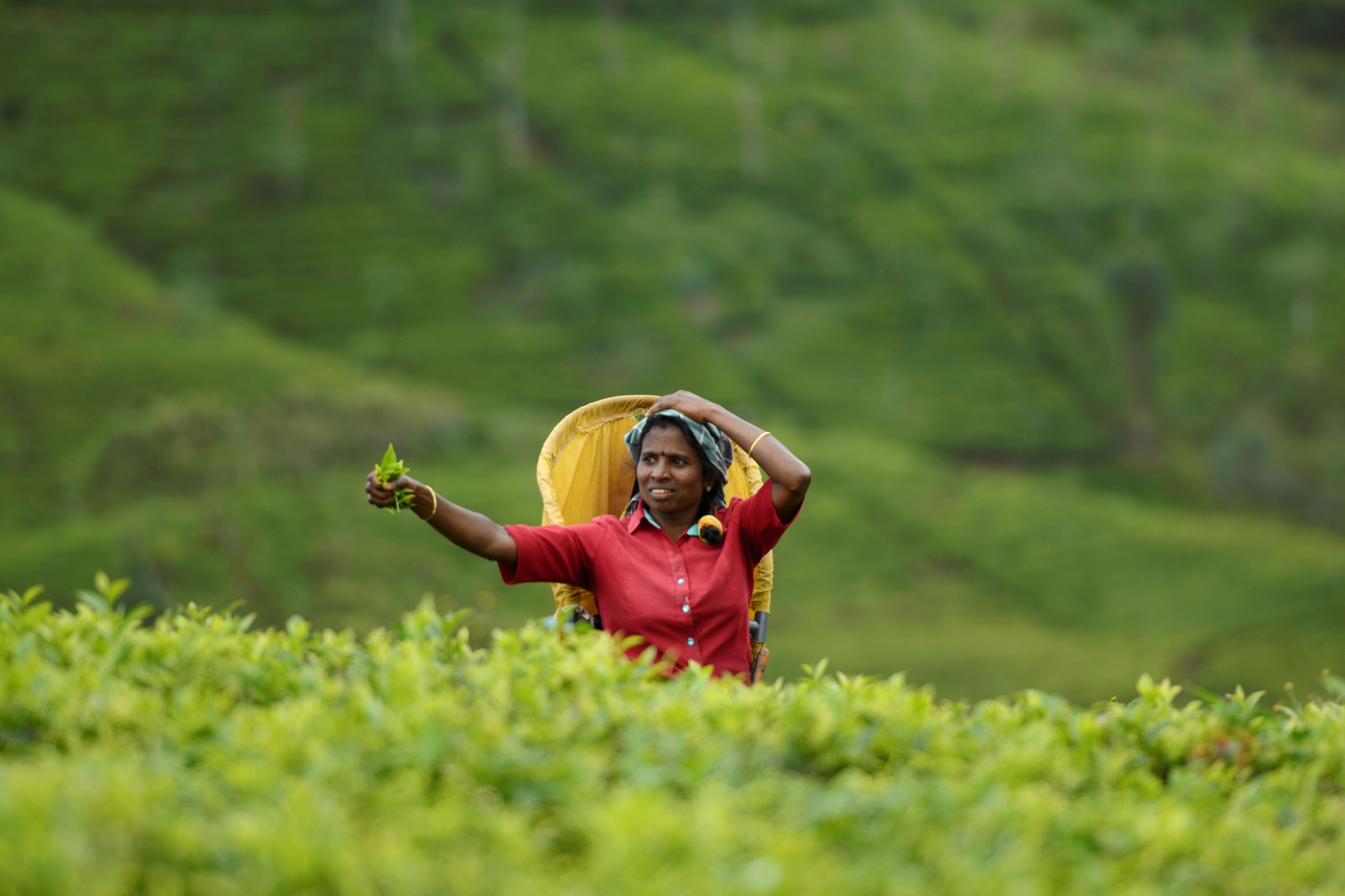 Eine Teepflückerin hält ein Büschel Teeblätter hoch (Quelle: Christian Nusch) Eine Teepflückerin hält ein Büschel Teeblätter hoch (Quelle: Christian Nusch)