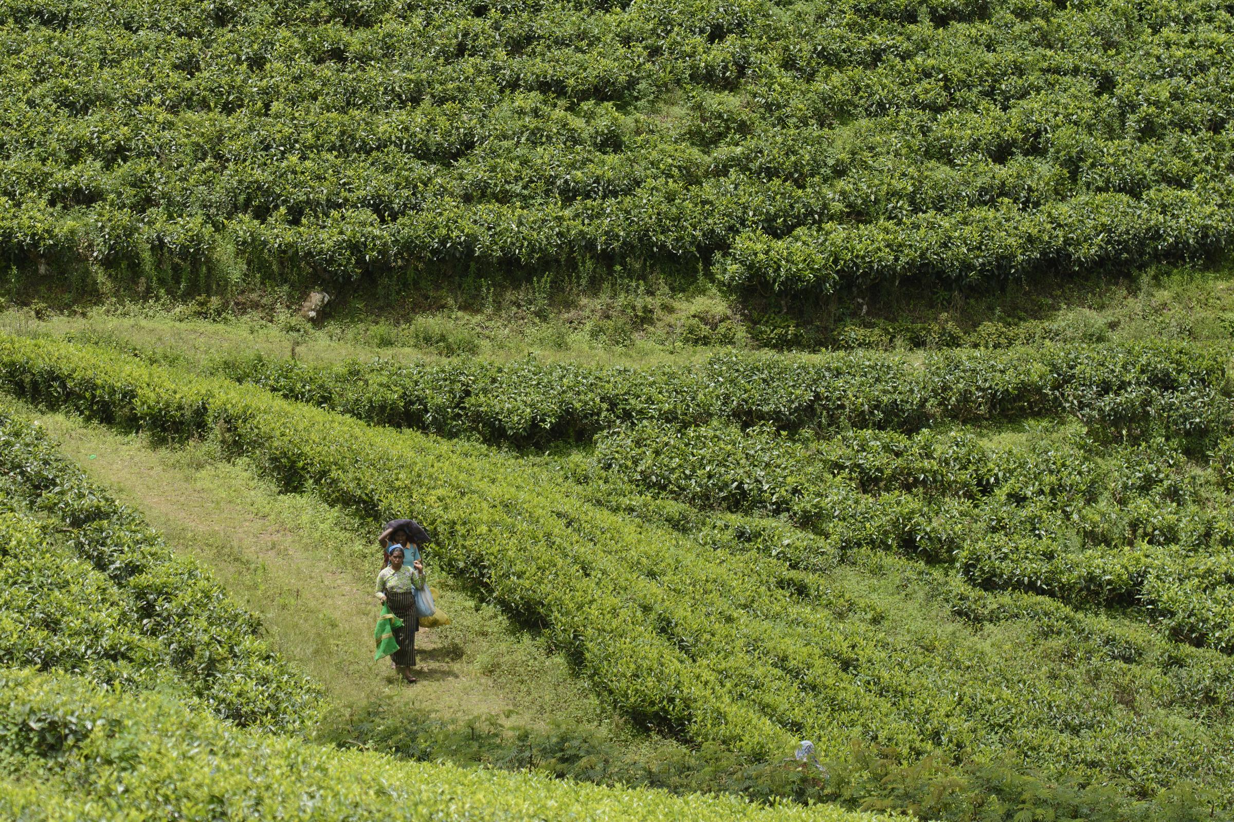 Eine Teepflückerin auf einer Teeplantage (Quelle: Christian Nusch) Die Pflückerinnen gehen während ihrer Arbeit jeden Tag viele Stunden bergauf und bergab (Foto: Christian Nusch)