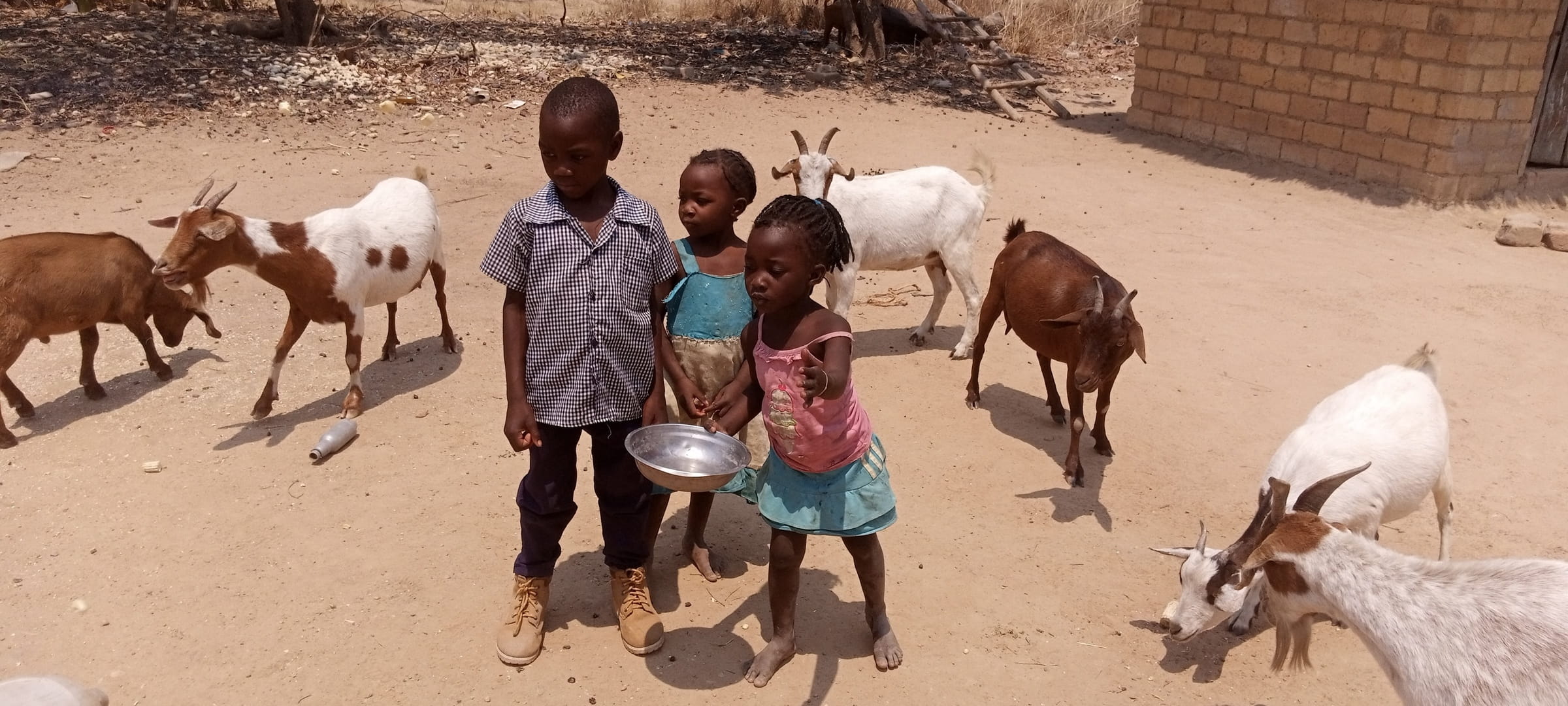 Kinder füttern Ziegen. (Foto: Kindernothilfepartner) Kinder füttern Ziegen. (Foto: Kindernothilfepartner)