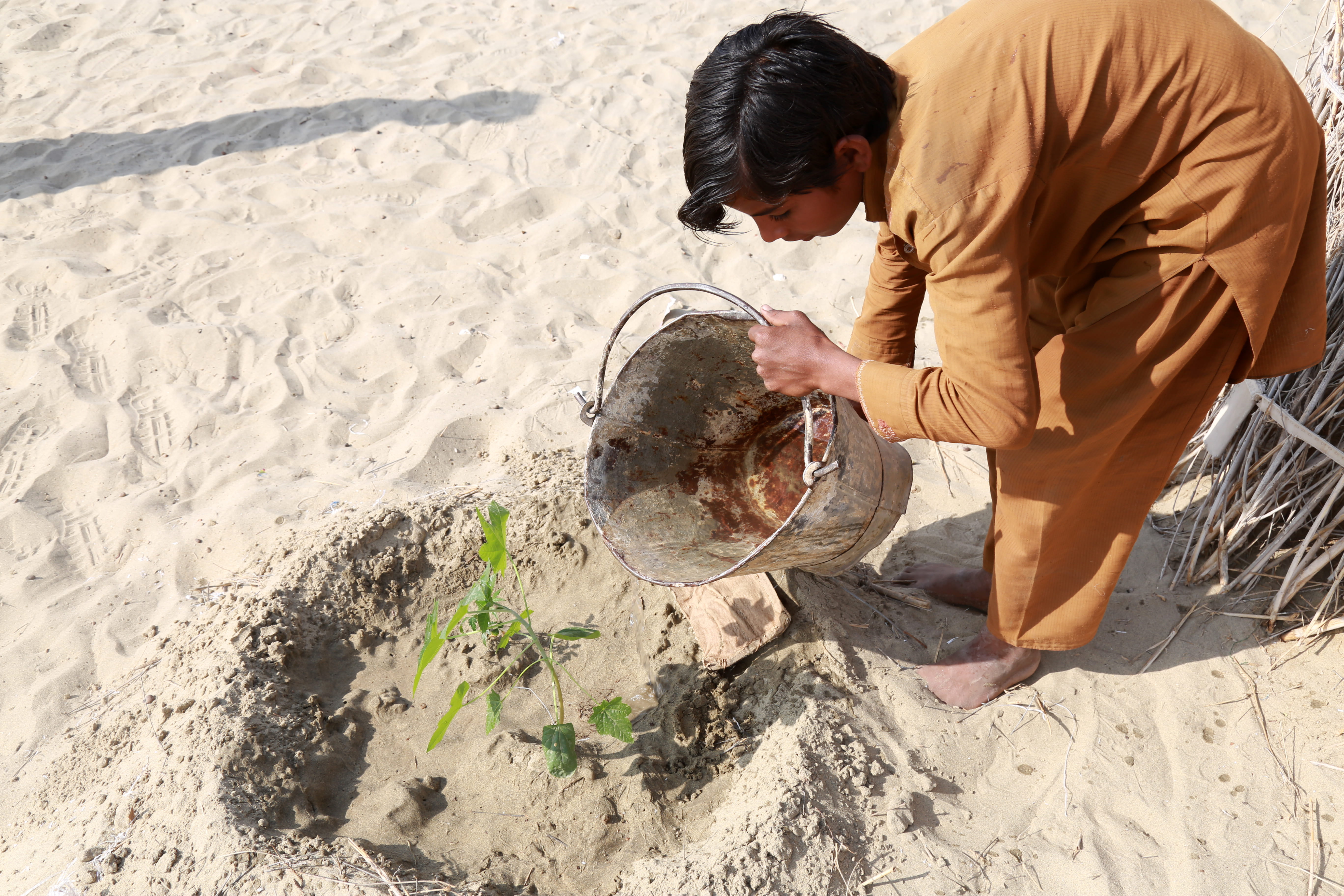 Ein Junge in Pakistan gießt eine Grünpflanze auf sandigem Boden. (Quelle: Christine Idems)